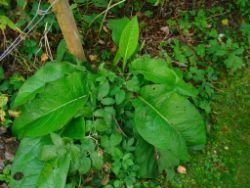 04_2013-08-31_08-00_Starlinger_Garten (035).JPG